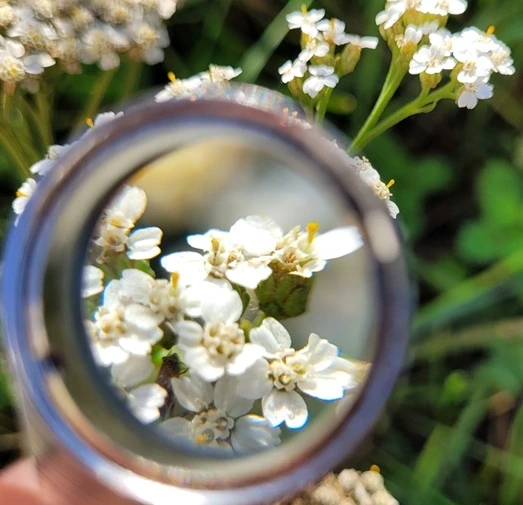 plante à la loupe de botaniste