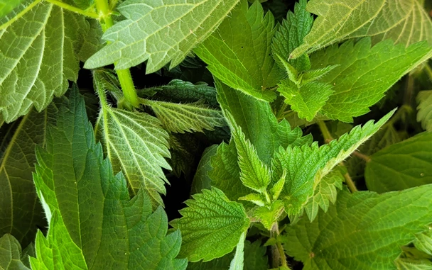 ortie, Urtica dioica, Laurie Rousseau