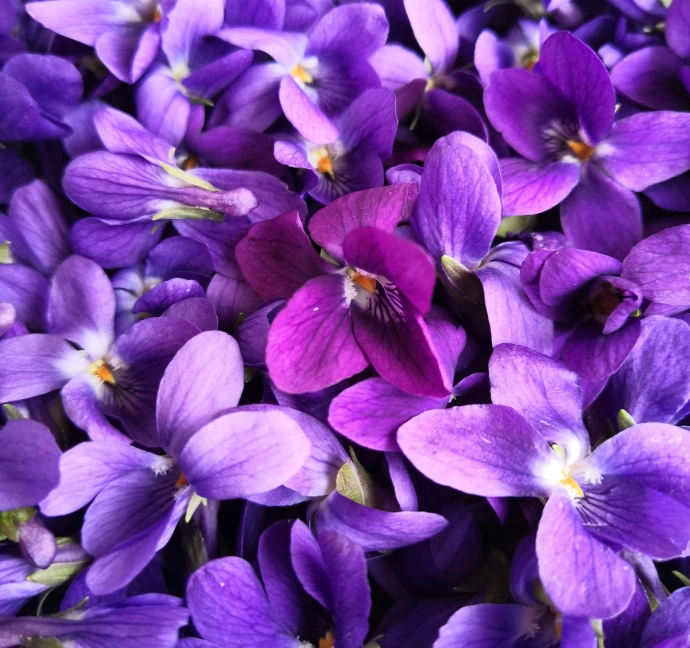 fleurs de violettes